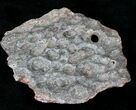 Cretaceous Crocodile Scute - Kem Kem Beds #21141-1